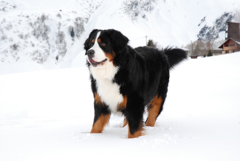 Cooper de La Balade du Briantais
