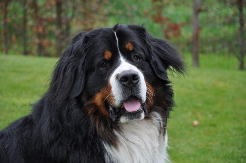 Harry de La Balade du Briantais