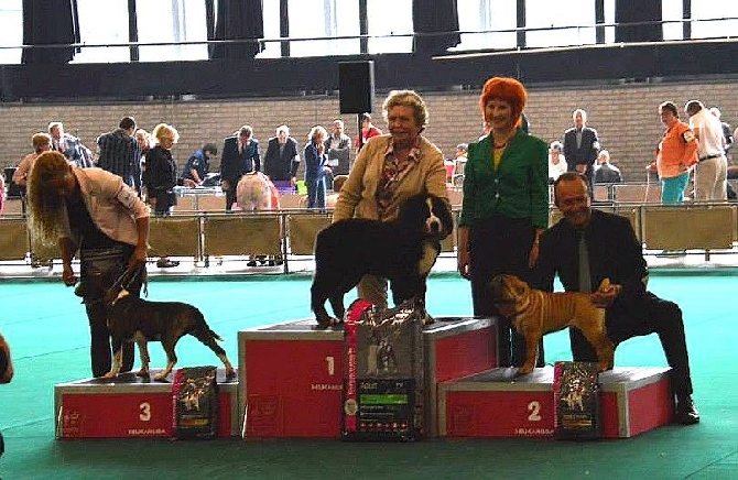 de La Balade du Briantais - Dog Show Rotterdam Pays bas
