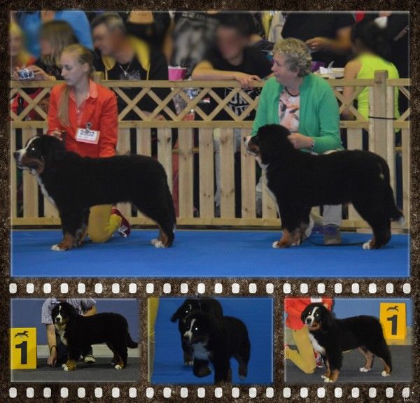 de La Balade du Briantais - Dog Show Luxembourg 31 août 2014