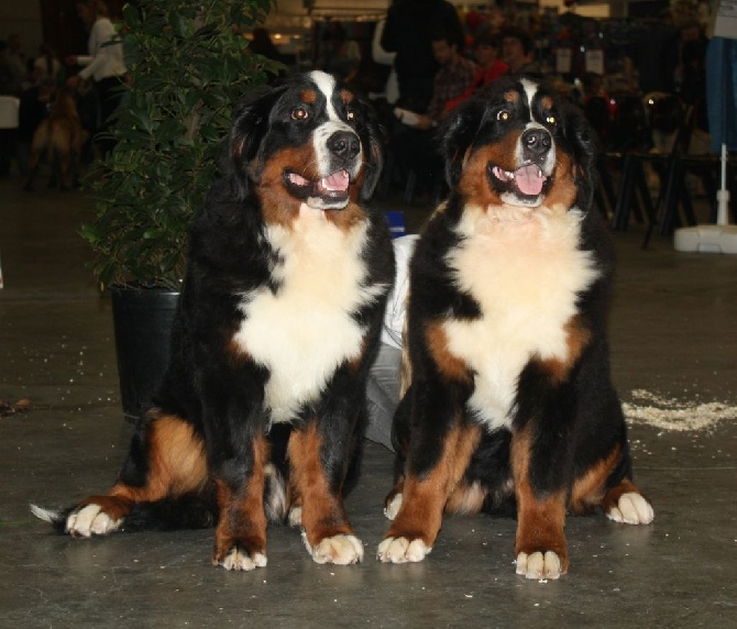 de La Balade du Briantais - Eurodogshow Courtrai