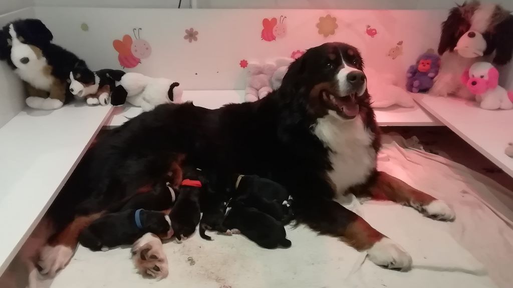 Chiot Bouvier Bernois de La Balade du Briantais